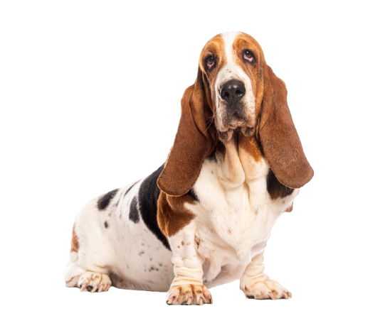 basset hound baño