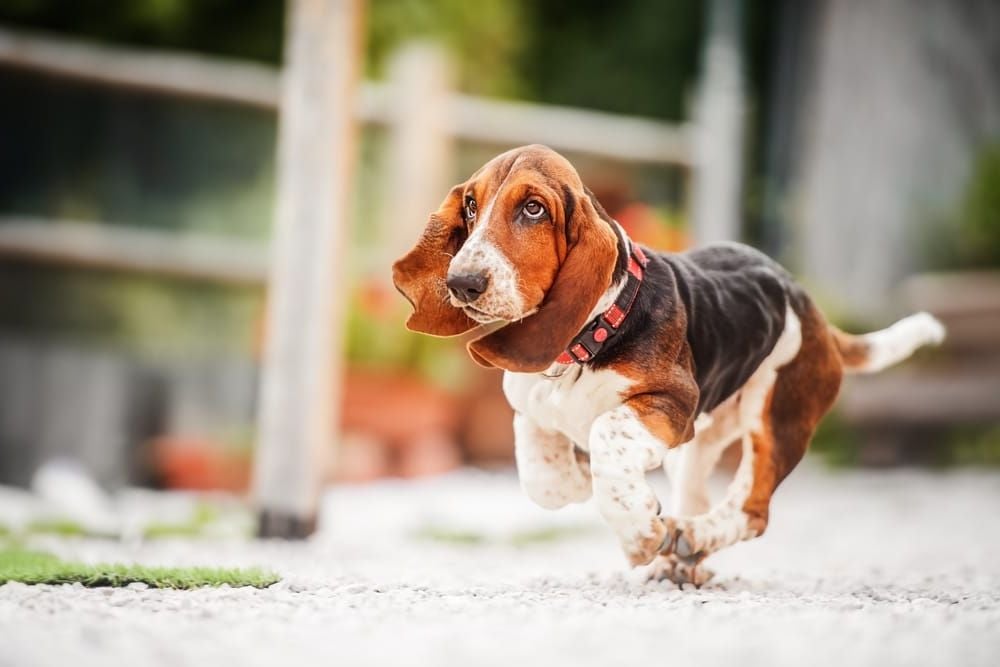 caracteristicas del Basset Hound