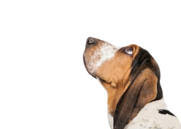 basset hound higiene
