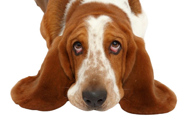basset hound cepillado y corte