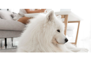 Champú para perros blancos: cómo evitar tonos amarillos