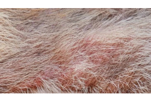 Champú para perros con seborrea: cómo abordarla desde la higiene