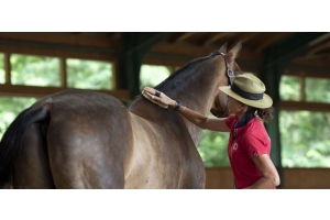 Beatriz Ferrer Salat - Cuidado diario de un caballo de alta competición