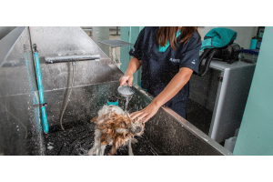 Champú para perros: cómo realizar correctamente la primera y segunda mano de champú en peluquería canina