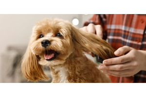 Top Tips for Grooming Your Dog at Home: The Ultimate Guide for Pet Owners 