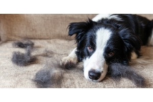 Dog shedding: care tips to make it more bearable