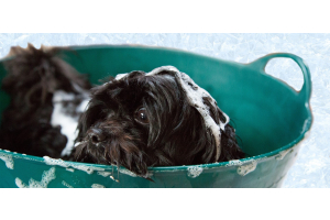 Champú para perros de pelo largo