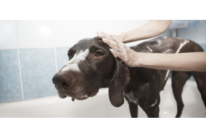 Errores comunes al bañar a un perro en casa