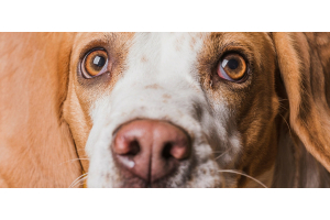 Champú para perros con alergias: qué tener en cuenta y cómo usarlo