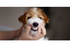 Comment nettoyer les dents de votre chien : Guide professionnel pour une santé bucco-dentaire parfaite