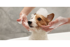 Cómo elegir el champú adecuado para mi perro