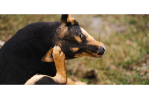 Champú para perros con picores: causas y soluciones