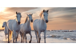 Les chevaux gris : découvre leurs particularités et leur entretien