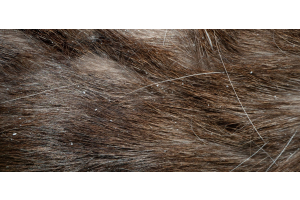 Champú para perros con caspa: qué tener en cuenta y cómo usarlo