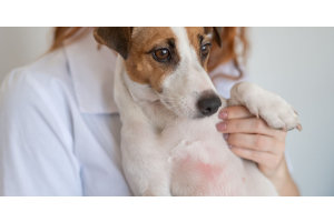 Champú para perros con dermatitis: qué tener en cuenta y cómo usarlo
