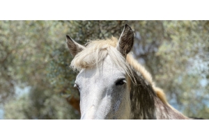 Les chevaux gris : découvre leurs particularités et leur entretien