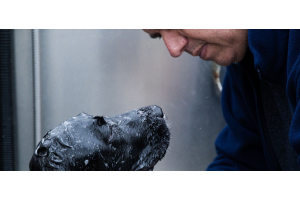 Diferencias entre champú para perros y champú para humanos