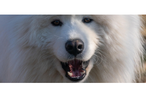 Champú para perros de doble capa