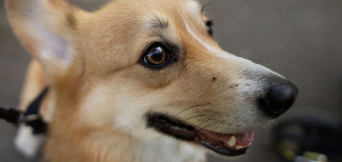 Acariens chez les chiens : comment les identifier, les pr&eacute;venir et agir &agrave; temps