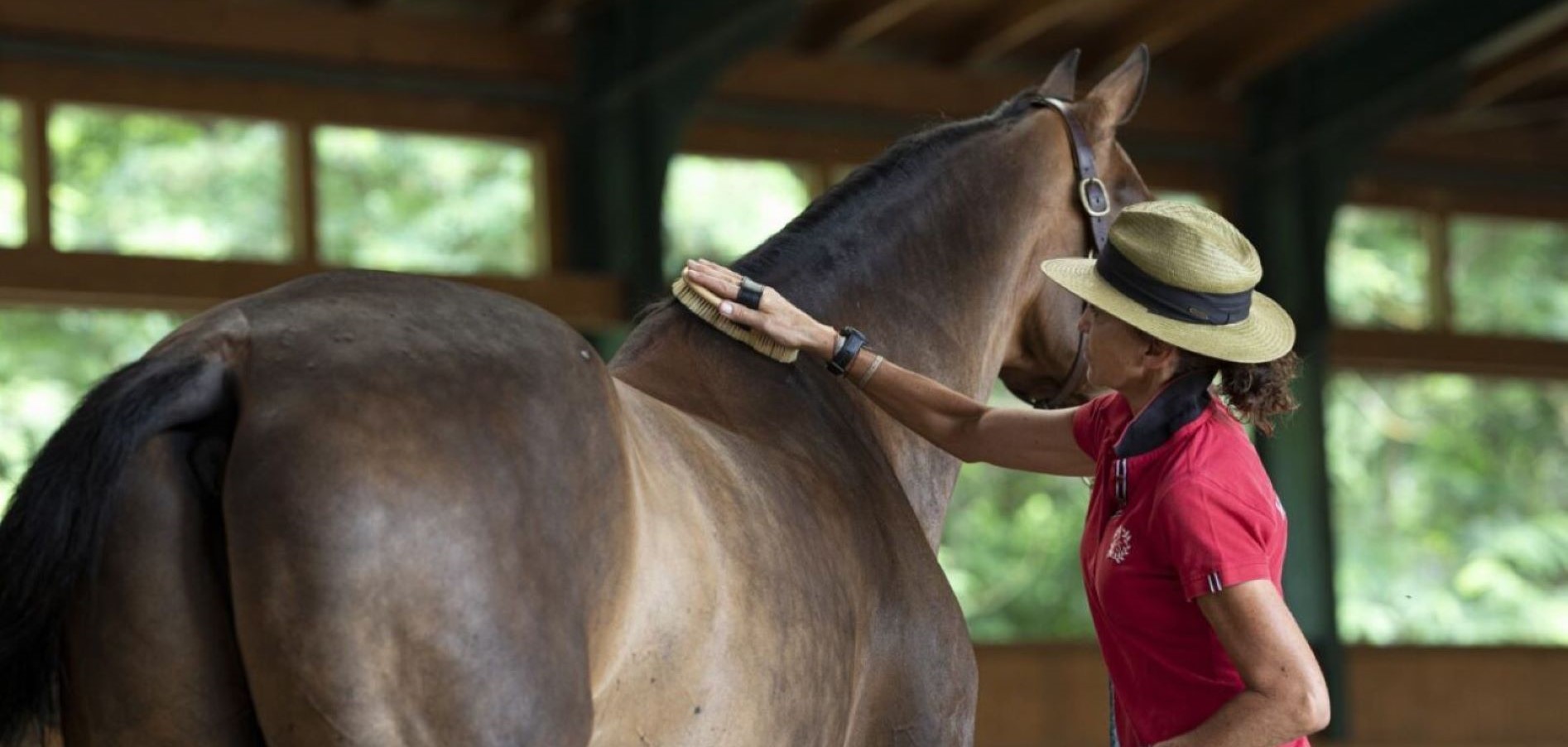 Beatriz Ferrer Salat - Cuidado diario de un caballo de alta competición