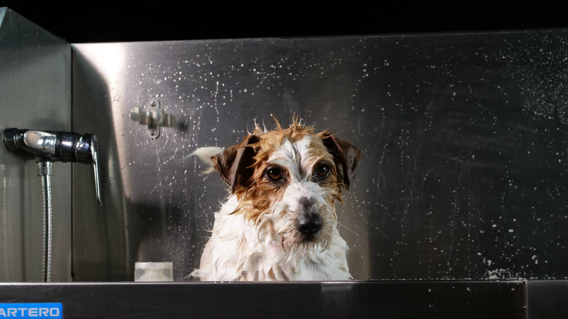 Desmintiendo Bulos: "¿Cada cuánto puedo bañar a mi mascota?"