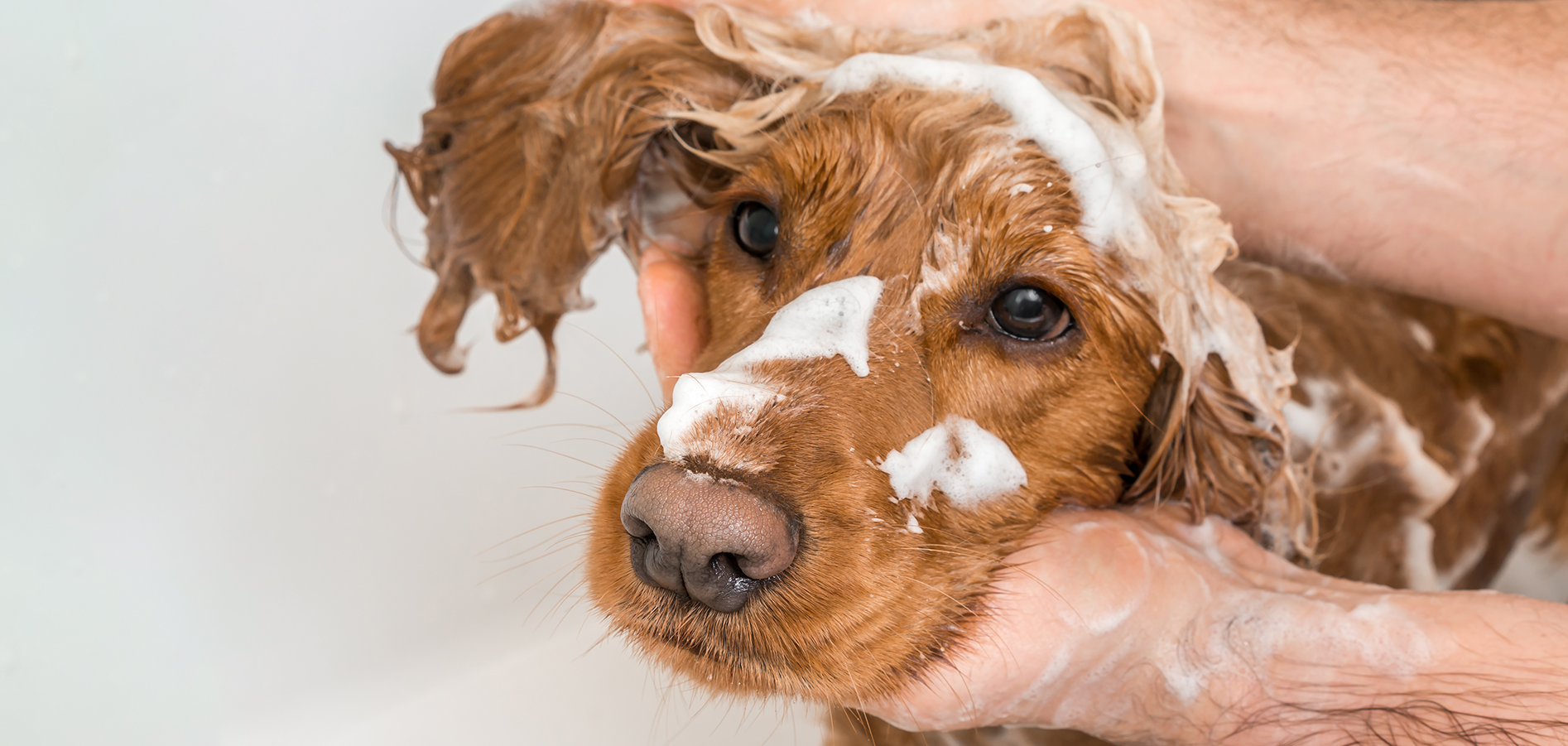How to make a bath a positive experience for your dog