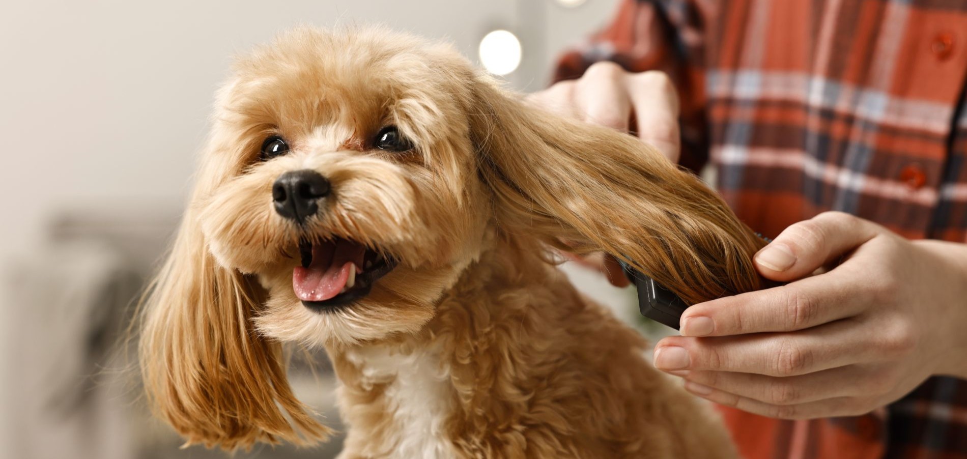 Top Tips for Grooming Your Dog at Home: The Ultimate Guide for Pet Owners 