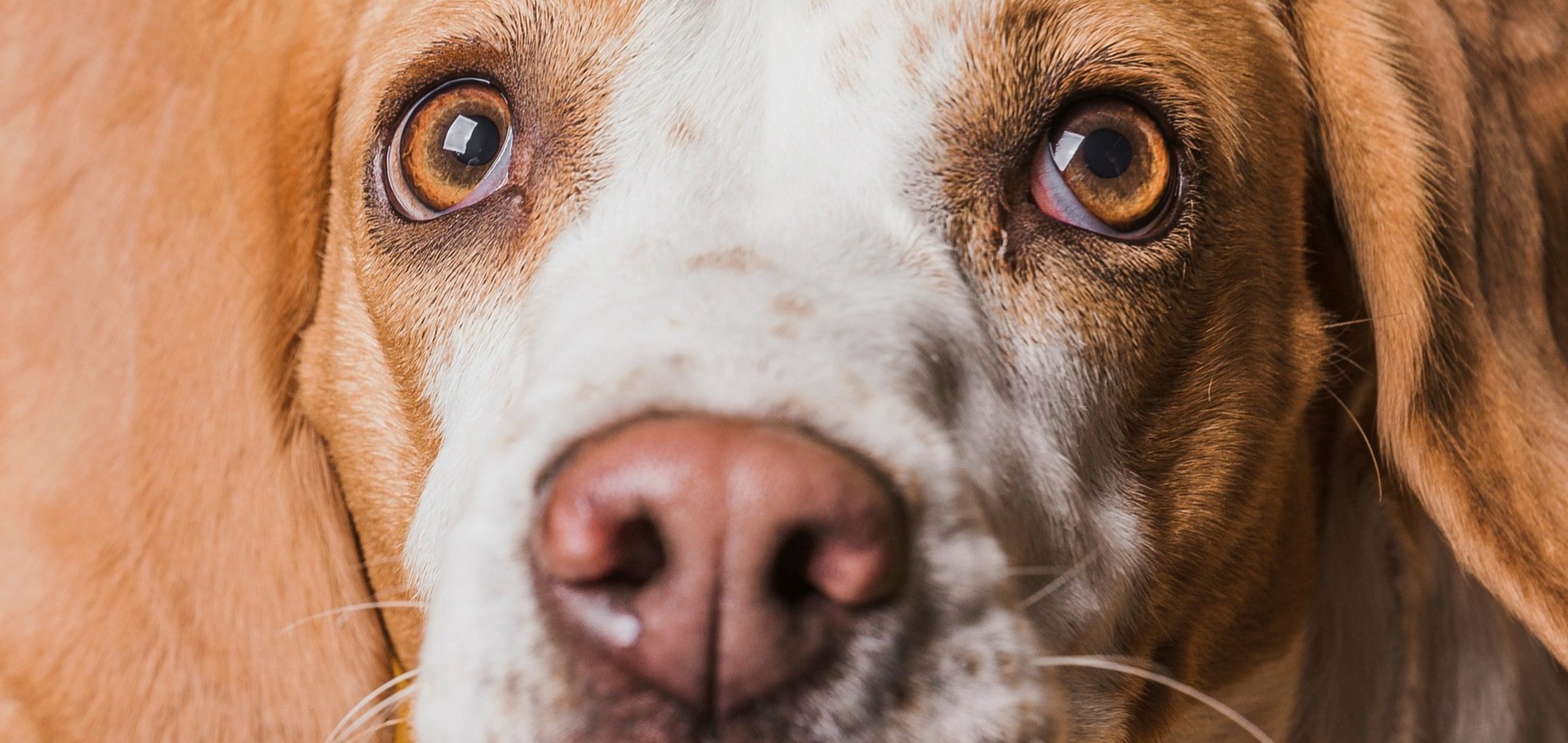 Champ&uacute; para perros con alergias: qu&eacute; tener en cuenta y c&oacute;mo usarlo