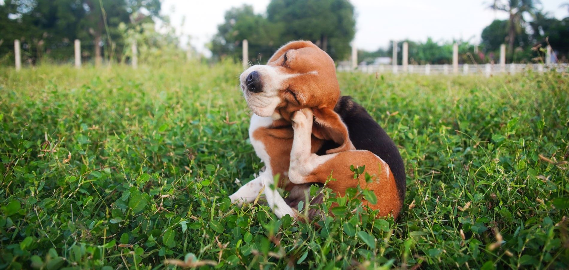 Pulgas en perros: identificación, prevención y soluciones efectivas