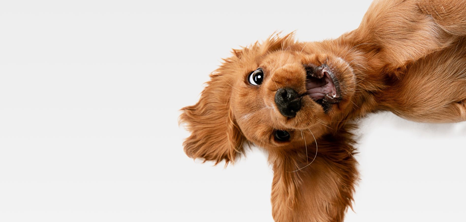 Rutina de cepillado de un perro: cómo hacerla paso a paso