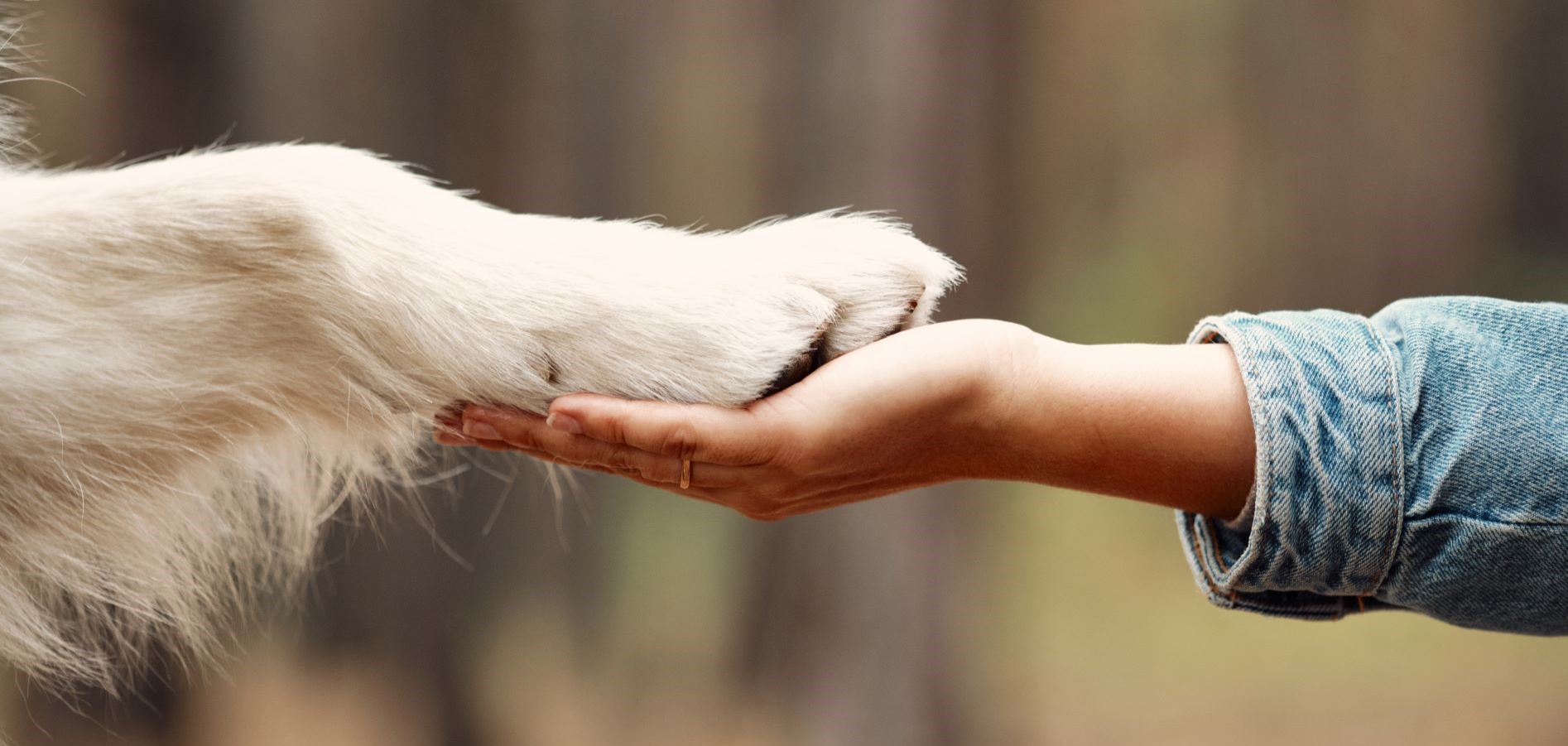 10 tricks to train your dog - Artero