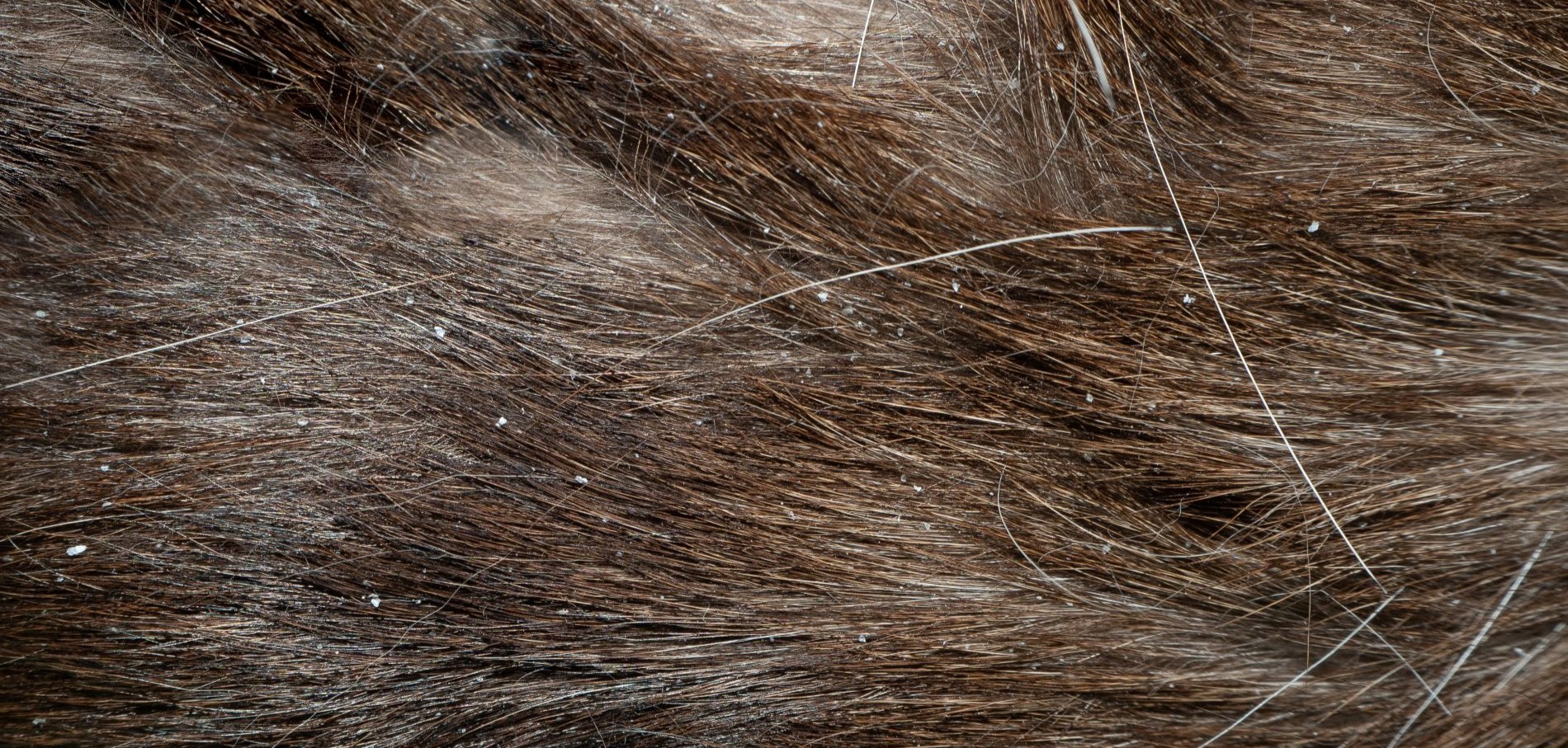 Champ&uacute; para perros con caspa: qu&eacute; tener en cuenta y c&oacute;mo usarlo