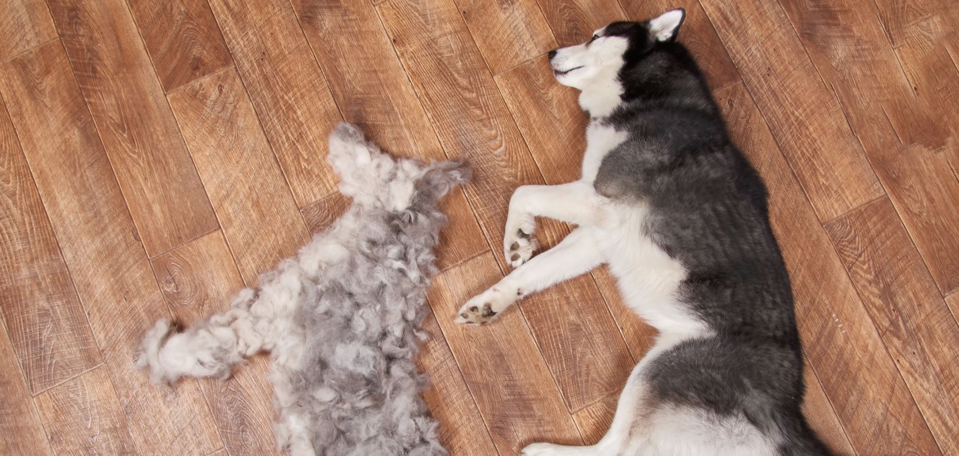 Dog molting: Everything you need to know 