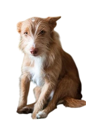 caracter&iacute;sticas del Jack Russel Pelo Duro