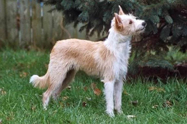 jack russell pelo duro higiene