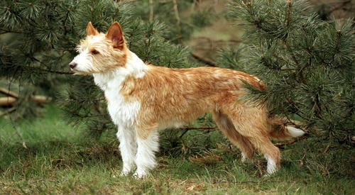 jack russell pelo duro cepillado y corte