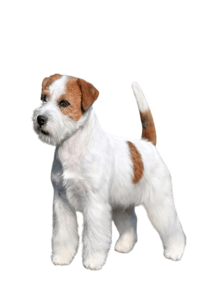 Parson Russell Terrier
