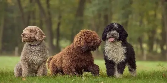 perro de agua español baño