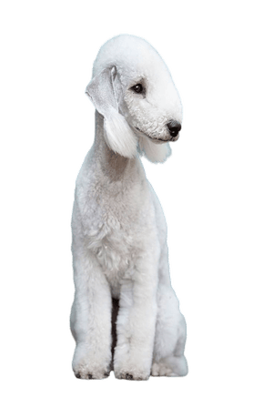 Bedlington Terrier