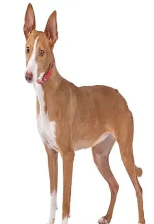 Podenco Portugues pelo liso