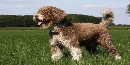 caracter&iacute;sticas del Perro De Aguas Espa&ntilde;ol