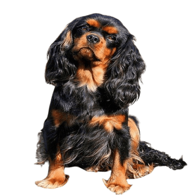 Cavalier King Charles
