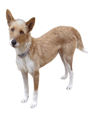Podenco Portugues pelo duro