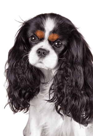 caracteristicas del Cavalier King Charles