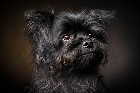 Affenpinscher baño
