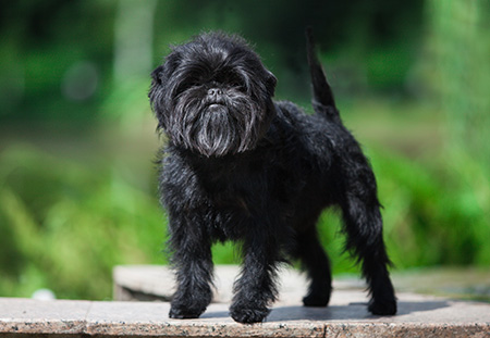 Affenpinscher cepillado y corte
