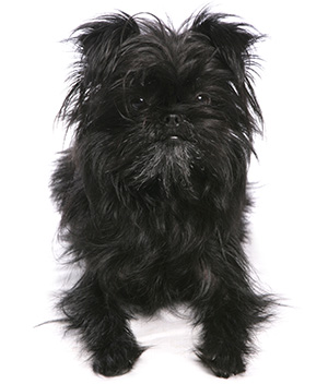 características del Affenpinscher