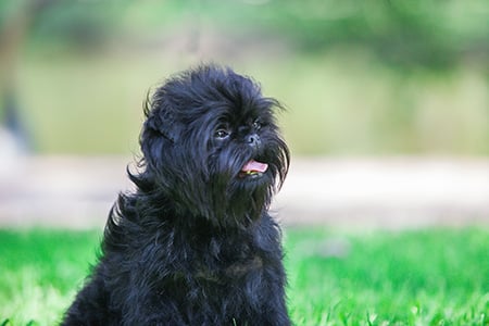 Affenpinscher higiene