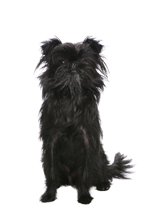 Affenpinscher