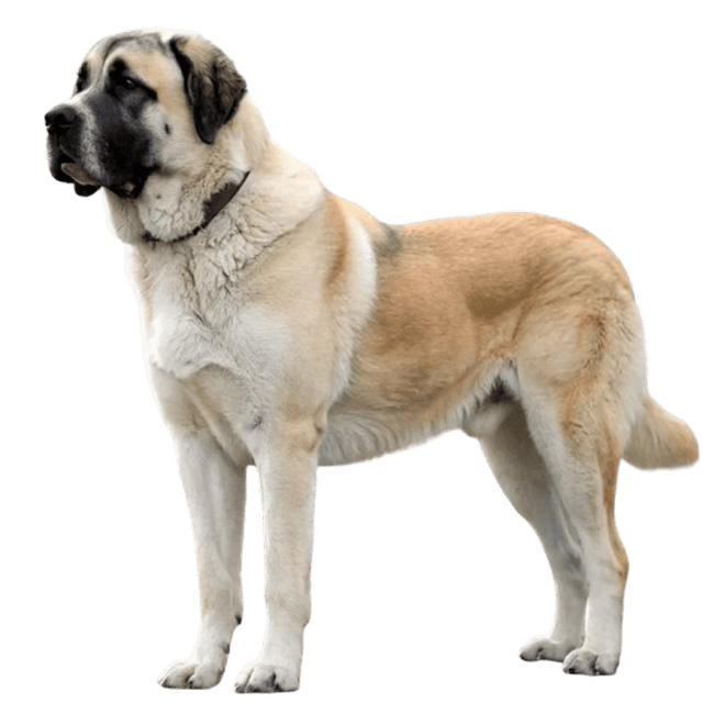 akita inu